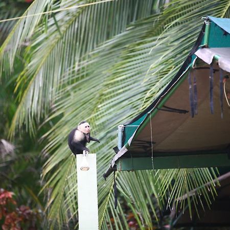 Rafiki Beach Camp Matapalo  ภายนอก รูปภาพ