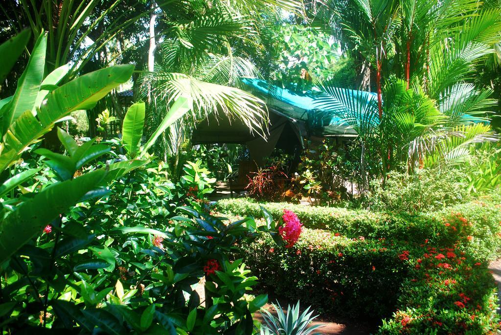 Rafiki Beach Camp Matapalo  ห้อง รูปภาพ