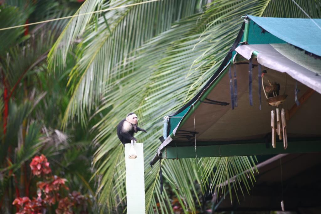 Rafiki Beach Camp Matapalo  ภายนอก รูปภาพ