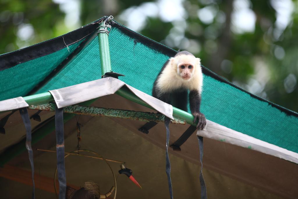 Rafiki Beach Camp Matapalo  ภายนอก รูปภาพ